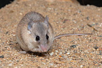 Asia Minor spiny mouse (Acomys cilicicus) feeding, portrait, Praha Zoo. Captive.