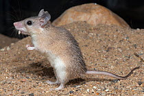 Asia Minor spiny mouse (Acomys cilicicus) standing on hind legs, portrait, Praha Zoo. Captive.