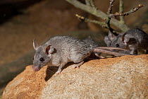 Group of Cairo spiny mice / Northeast African spiny mice (Acomys cahirinus cahirinus) on a  rock, Middle East. Captive.