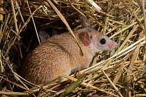 Arabian spiny mouse (Acomys dimidiatus) in nest, portrait, Praha Zoo. Captive.