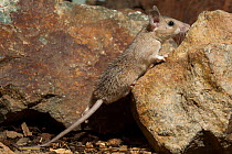 Crete spiny mouse (Acomys minous) climbing over rocks, Greece. Captive.