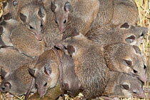 Group of Asia Minor spiny mice (Acomys cilicicus) huddling together, resting, Turkey. Captive.