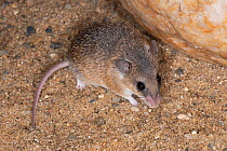Southern African spiny mouse (Acomys spinosissimus) portrait, Praha Zoo. Captive.