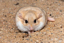 Fat-tailed gerbil (Pachyuromys duprasi) portrait, showing tail which is used to store fat, Plzen Zoo. Captive.