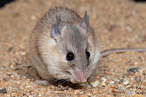 Asia Minor spiny mouse (Acomys cilicicus) portrait, Praha Zoo. Captive.