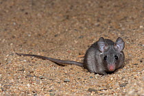 Cairo spiny mouse (Acomys cahirinus) portrait, Praha Zoo. Captive.