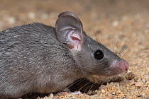 Cairo spiny mouse (Acomys cahirinus) head portrait, Praha Zoo. Captive.