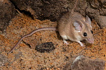 Seurat's spiny mouse (Acomys seurati) portrait, Plzen Zoo. Captive.