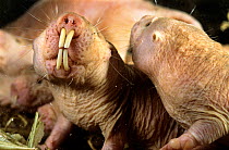 Naked mole rats (Heterocephalus glaber) close up portrait, showing large, protruding teeth, Kenya. Captive.