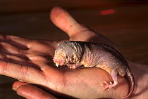 Naked mole rat (Heterocephalus glaber) newborn infant, being held in palm of hand, Kenya. Captive.