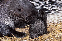 Crested porcupine (Hystrix cristata) female with infant, portrait, Morocco. Captive.