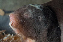Damara mole rat (Cryptomys damarensis) sleeping, head portrait, Philadelphia Zoo. Captive.