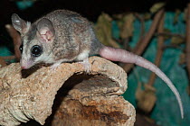 Woodland dormouse (Graphiurus murinus) resting on a hollow tree trunk, Africa. Captive.