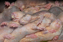 Naked mole-rat (Heterocephalus glaber) infants sleeping in nest, Singapore Zoo. Captive.