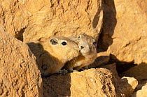 Two Common gundis (Ctenodactylus gundi) head to head, socialising, Tataouine, Tunisia.