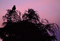 Male Song thrush (Turdus philomelos) silhouetted before dawn, singing  from  treetop in  garden, Berwickshire, Scottish Borders, Scotland, UK. April.