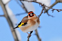 Goldfinch (Carduelis carduelis) perched on twig in garden hedge in winter, Scottish Borders, Scotland, December.