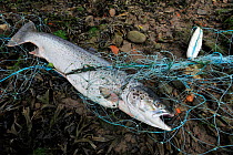 Atlantic salmon (Salmo salar) mature fish caught by a poacher's monofilament gill net, River Tweed, England. November.