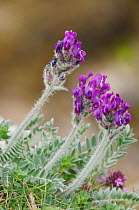 Purple oxytropis / Mountain milk-vetch (Oxytropis halleri) in flower,  Invernaver Special Area of Conservation, Highlands, Scotland, UK. June.