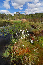 Hares-tail cotton grass (Eriophorum vaginatum) growing in Coire Loch, a peatbog lochan, in native Pine (Pinus sylvestris) forest, Glen Affric Forest National Nature Reserve, Inverness-shire, Scotland,...