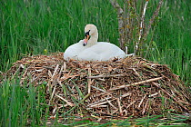 Mute swan (Cygnus olor) sitting on nest incubating eggs,Yetholm Loch Scottish Wildlife Trust Reserve, Scottish Borders, Scotland, May.