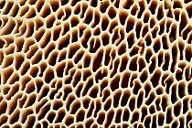 Dryad's saddle fungi (Polyporus squamosus) close-up of the underside of the fungi showing structure of the pores called basidia from which the spores emanate, Berwickshire, Scottish Borders, Scot...