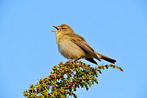 Male Willow warbler (Phylloscopus trochilus) perched at top of juniper bush, singing, Inverness-shire, Scotland, UK. May.