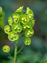 Wood spurge (Euphorbia amygdaloides) flowering in woodland, Wiltshire, UK. March.