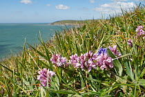 Chalk Milkwort (Polygala calcarea) clump of purple and blue flowers on coastal cliff top, Durlston Country Park, Dorset, UK. May.