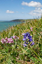 Chalk milkwort (Polygala calcarea), clump of purple and blue flowers on coastal cliff top, Durlston Country Park, Dorset, UK. May.