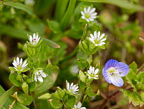 Common chickweed (Stellaria media) and Germander speedwell (Veronica chamaedrys) flowering in farmland, Wiltshire, UK. March.