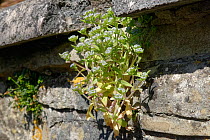 Common cornsalad / Lamb's lettuce (Valerianella locusta)  flowering on a wall, Bath, UK. April.