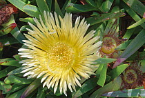 Hottentot fig / Ice plant (Carpobrotus edulis) yellow form, flowering on a clifftop at Lizard Point, Cornwall, UK. June.