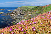 Purple dewplant (Disphyma crassifolium) carpet dominating coastal cliff, Lizard Point, Cornwall, UK. June.