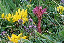 Thyme broomrape / Red broomrape (Orobanche alba), flowering beside its host plant, Wild thyme (Thymus polytrichus) on clifftop grassland, Kynance Cove, The Lizard Peninsula, Cornwall, UK. June.
