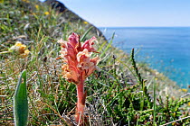 Thyme broomrape / Red broomrape (Orobanche alba), flowering on clifftop grassland, Kynance Cove, The Lizard Peninsula, Cornwall, UK. June.