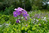 Dame's violet / Dame's rocket (Hesperis matronalis)  flowering at woodland edge, West Sussex, UK. June.
