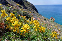 Dyer's greenwood (Genista tinctoria littoralis) flowering in a clump on clifftop grassland, Kynance Cove, The Lizard Peninsula, Cornwall, UK. June.