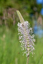 Hoary plantain (Plantago media) flowering in a chalk grassland meadow, Wiltshire, UK. June.
