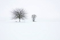 Trees in snow, Hessen, Germany. January.