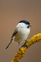 Marsh tit (Parus palustris) perched on a lichen covered branch, Hessen, Germany. November.