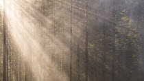 Sunrays filtering through the trees as spray from a waterfall rolls past, Ahrntal Valley, Alps, South Tyrol, Italy, June.