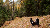 Capercaillie (Tetrao urogallus) male vocalising at lek in woodland, Puster Valley, Italy, May.