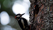 Great spotted woodpecker (Dendrocopos major) male feeding his young, Ahrntal Valley, Alps, Italy, June.