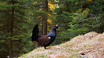 Capercaillie (Tetrao urogallus) male displaying at lek in woodland, Puster Valley, Italy, May.