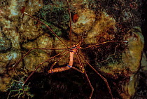 Yellowline arrow crab (Stenorhynchus seticornis) feeding on an unidentified segmented worm, probably a polychaete tube worm (Sabellidae),  Dominica, Caribbean, Western Atlantic Ocean.