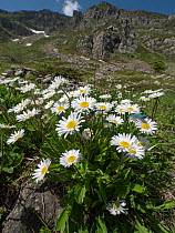 Common daisy (Bellis perennis) in flower on mountainside, Abetone, Emilia Romagna, Italy.
