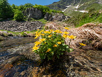 Marsh marigold / Kingcup (Caltha palustris) in flower next to mountain stream, Abetone, Emilia Romagna, Italy. June.