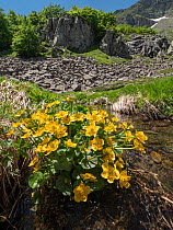 Marsh marigold / Kingcup (Caltha palustris) in flower next to mountain stream, Abetone, Emilia Romagna, Italy. June.