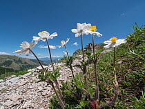 Alpine pasque flower (Pulsatilla alpina millefoliata) in flower on mountainside, Mount Terminillo, Lazio, Italy. May.
